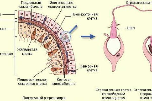 Кракен клир ссылка