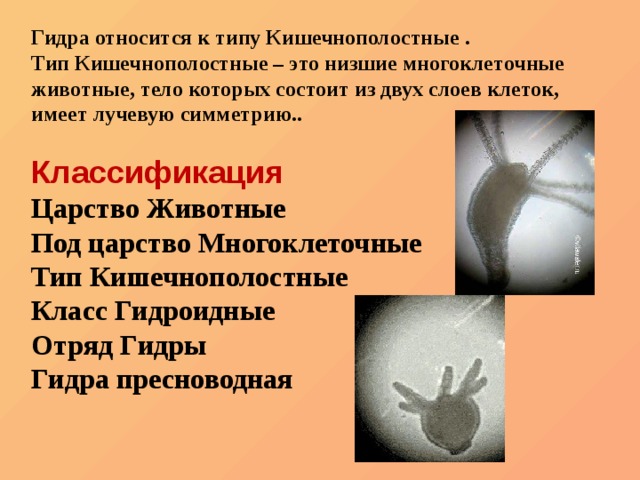 Кракен онион ссылки